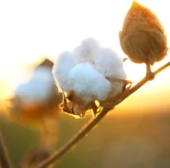 Air Wick Freshmatic Automatische Spray Luchtverfrisser - Pure Zachtheid Van Katoen Navulling - 3 Stuks - Voordeelverpakking -Schoonmaakmiddelen Winkel 1200x1183 1